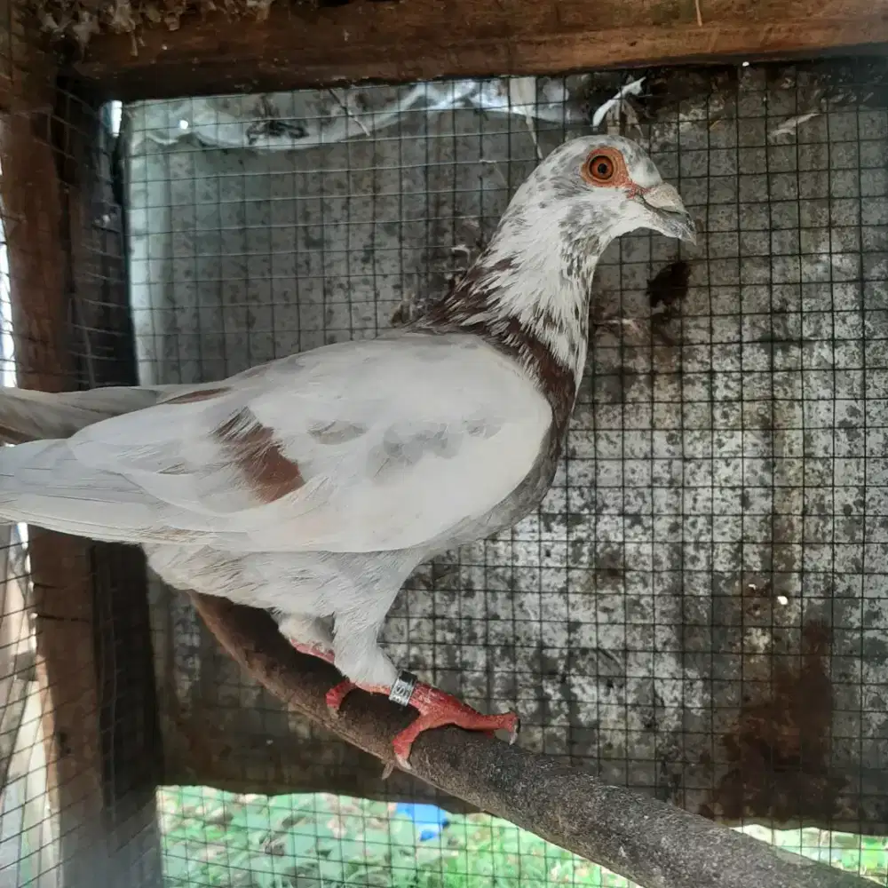 Merpati POS Jantan BLOROK