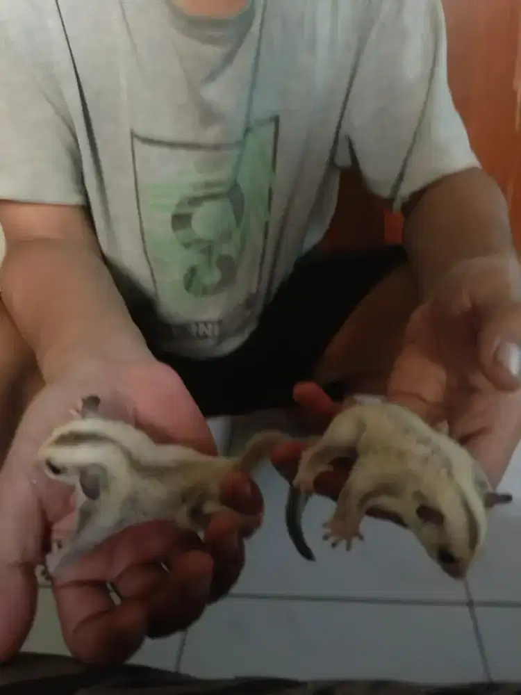 Sugar Glider Caramos Jarang Ada usia jalan 2 bulan Sepasang..