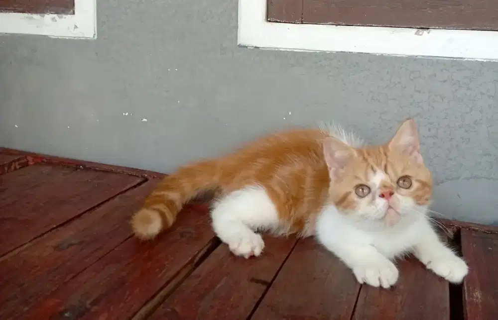 Kucing munchkin standar exo ns