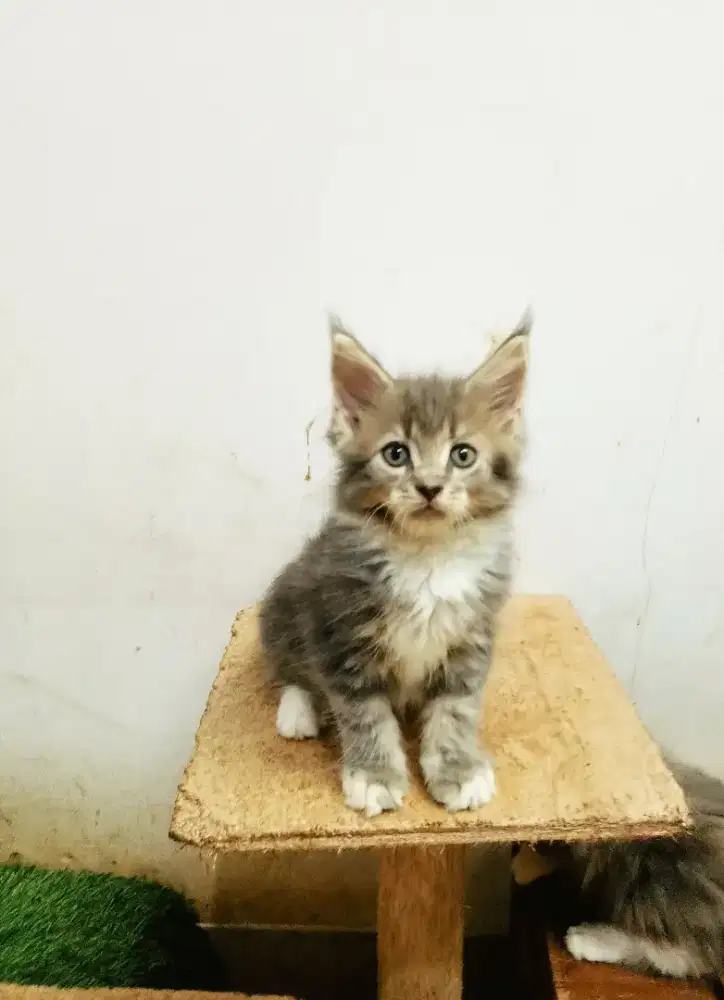 Kitten Jantan MaineCoon Pure No mix. Garansi