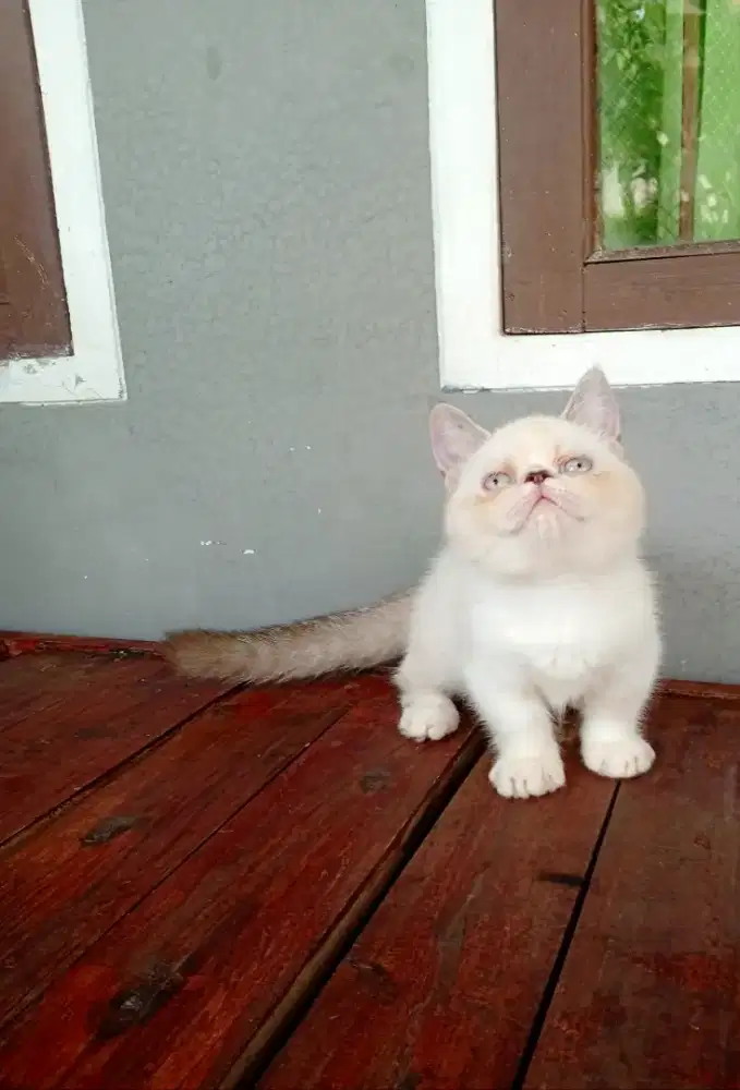 Kucing munchkin minute