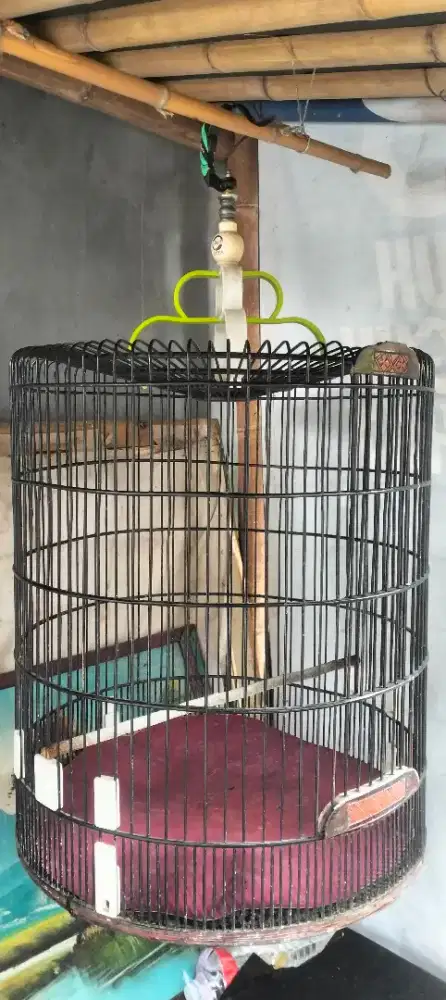 Sangkar Murai No. 3