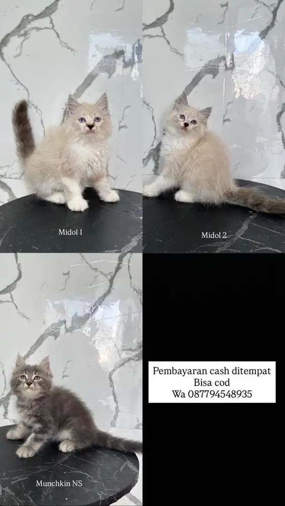Kucing persia midol