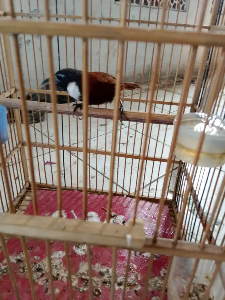 Di jual burung Tepus dada putih