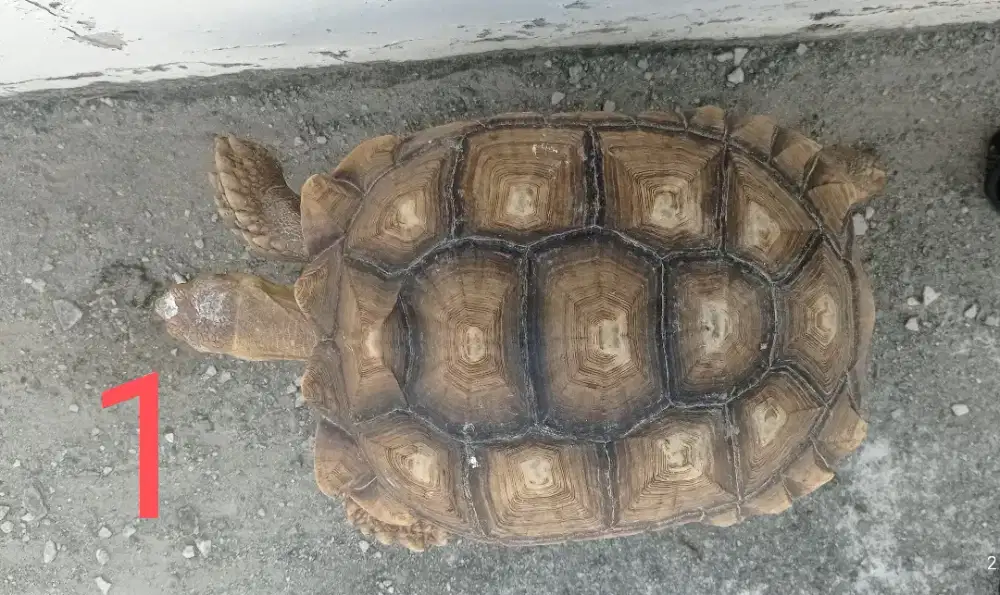 Kura-kura sulcata indukan
