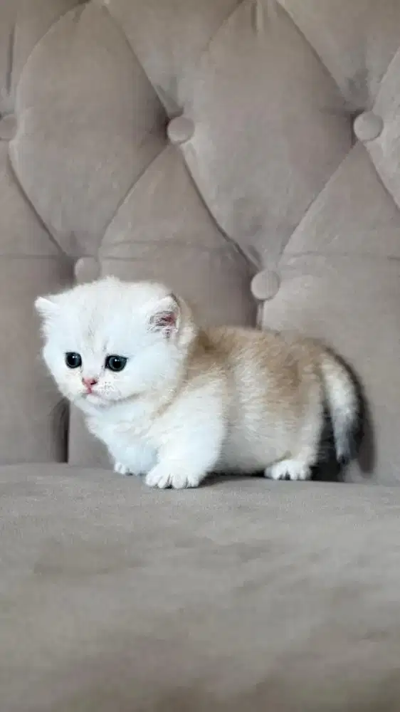 munchkin british shorthair silver betina
