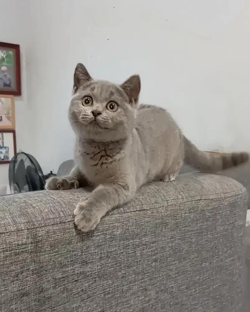 BRITISH SHORTHAIR / BSH BLUE