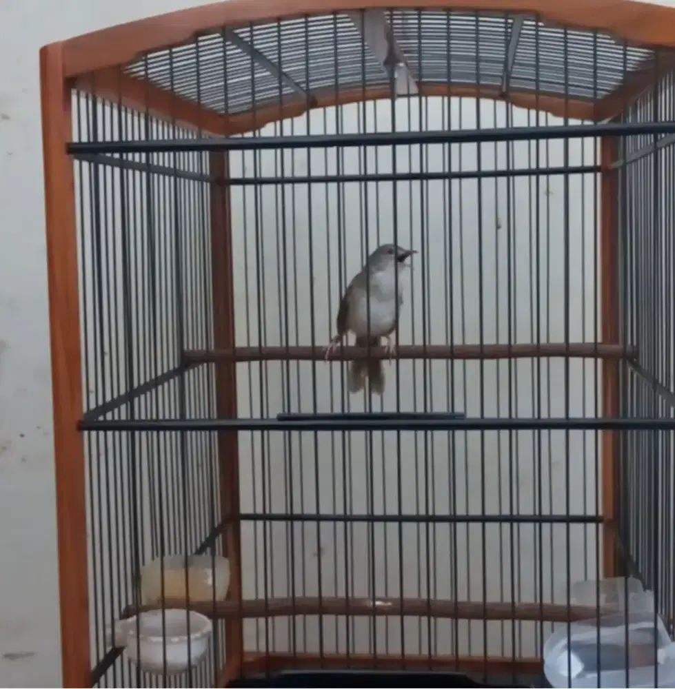 Burung ciblek gunung cigun brem istimewa