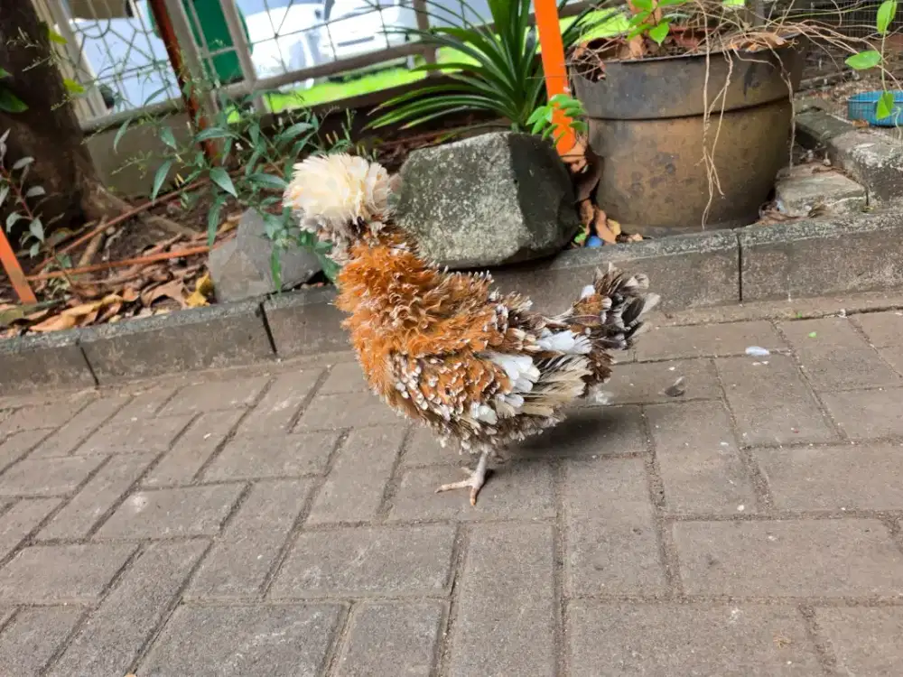 Ayam Poland Walik betina