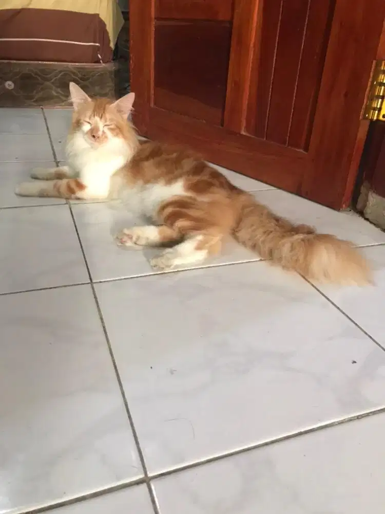 Kucing Maincone Mix