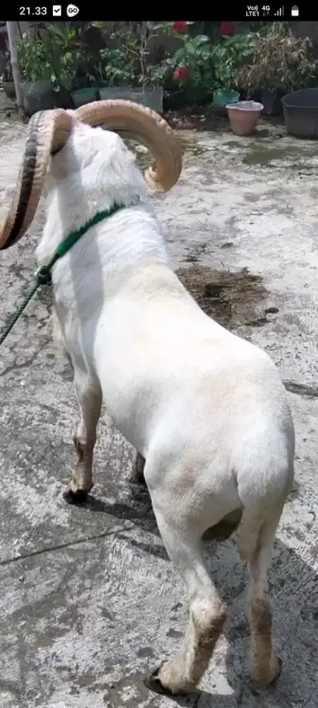 Domba qurban Padasuka atas