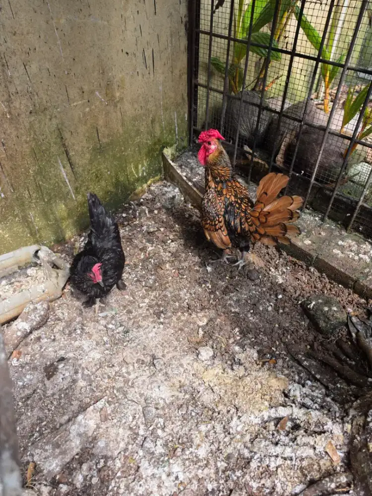 Ayam batik jantan dan ayam serama betina