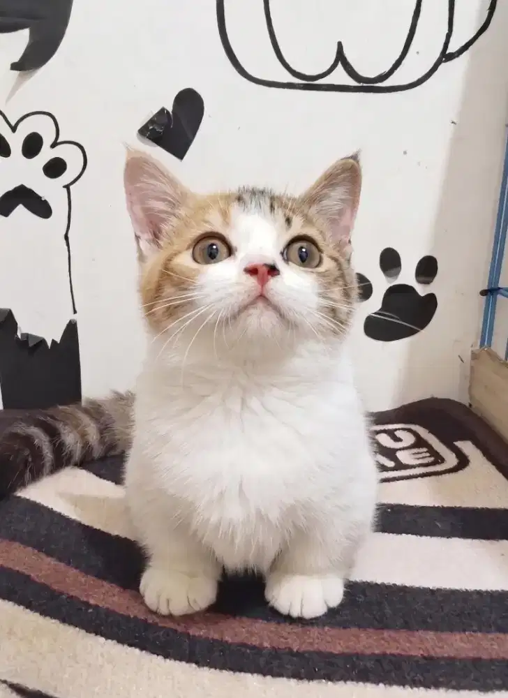 Munchkin Bsh Betina