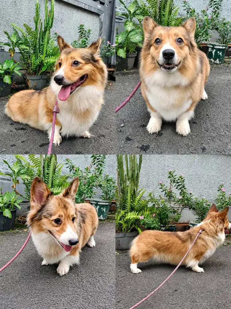 DIJUAL CORGI JANTAN