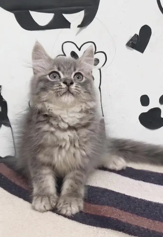 kucing persia jantan