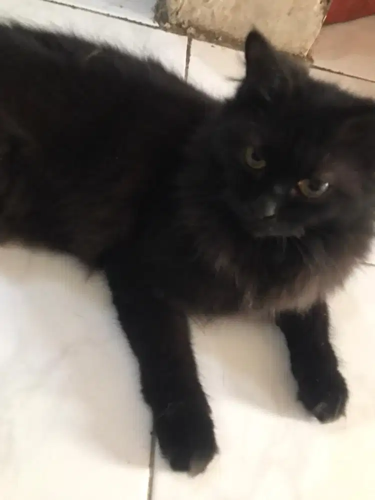 Kucing Black Persia Mix