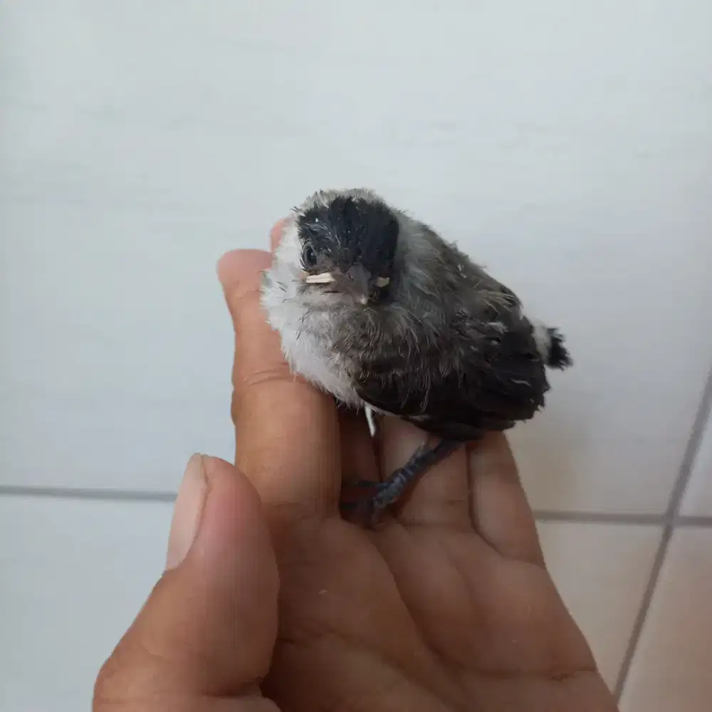 Anakan  kutilang loloh