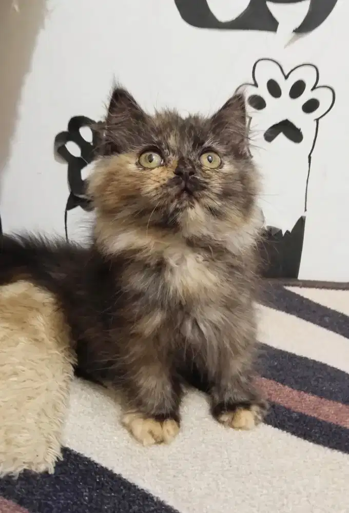 Kucing persia betina
