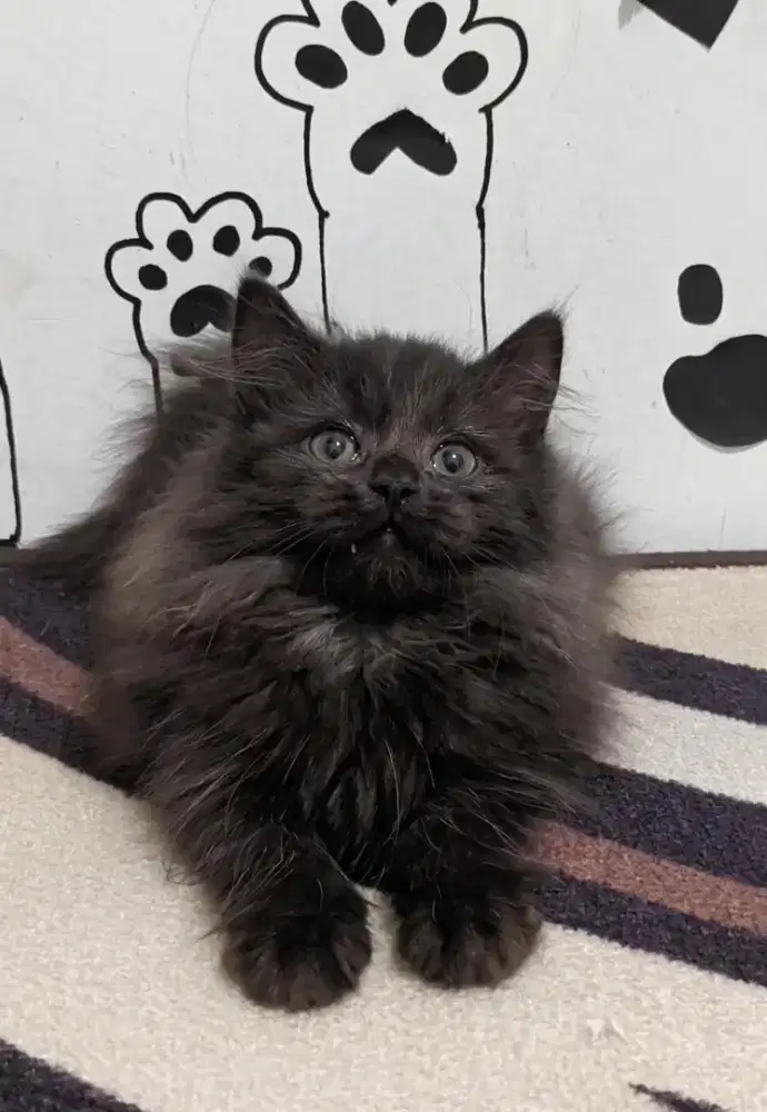 Kucing Persia Jantan