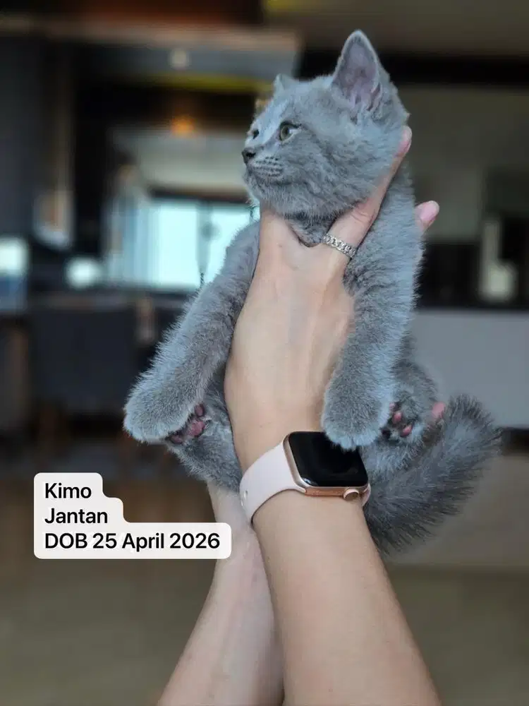 Anak Kucing BSH pure bapak ibu bsh gemoy