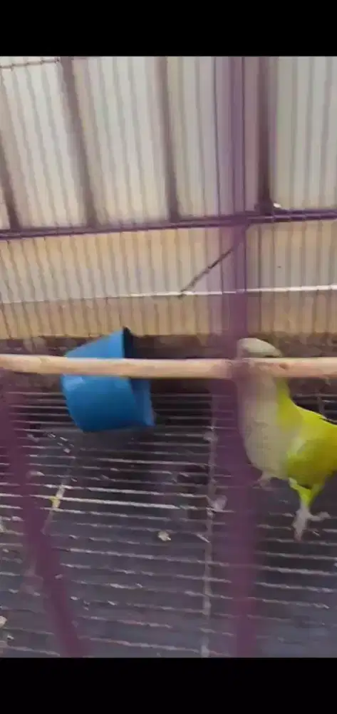 Burung monk parakeet