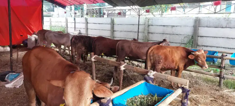 Jual Hewan qurban Sapi dan Domba di Mekarsari babakan sari antapani
