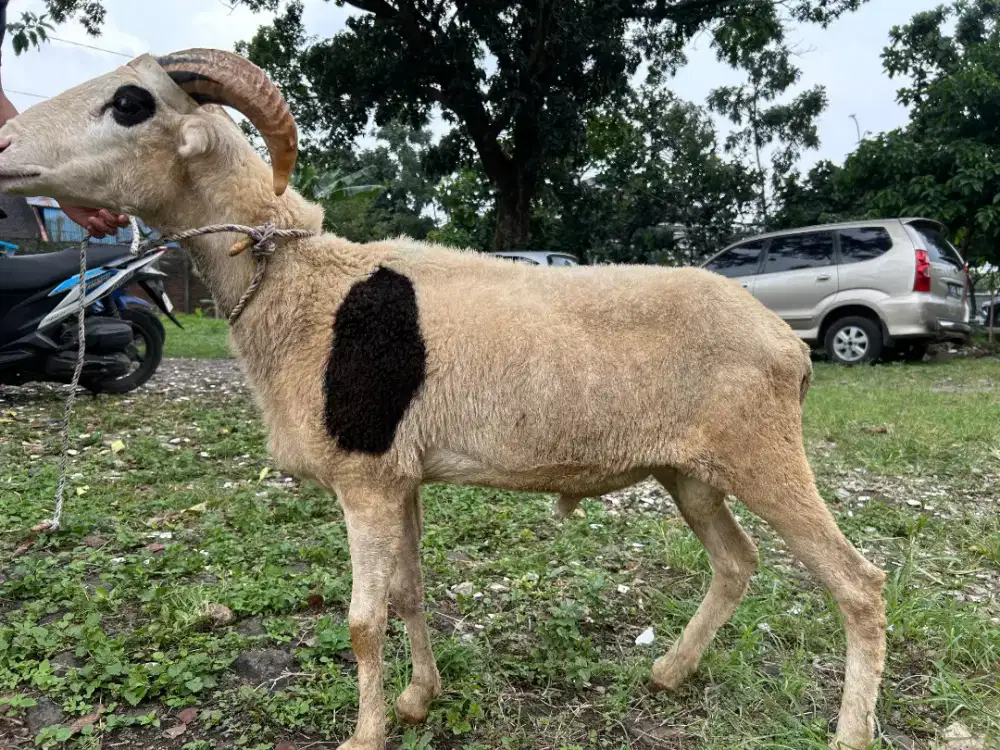 Domba siap qurban