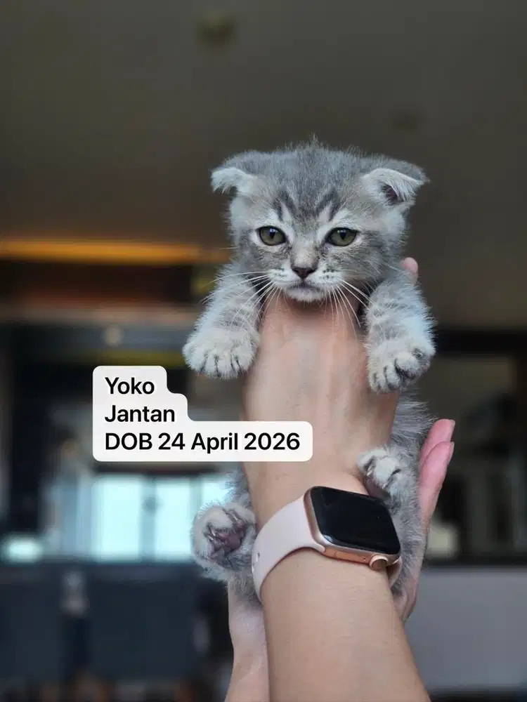 Anak kucing munchkin lucu gemoy