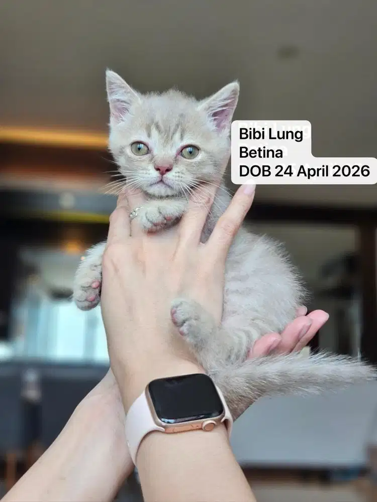 Anak kucing munchkin lucu gemoy