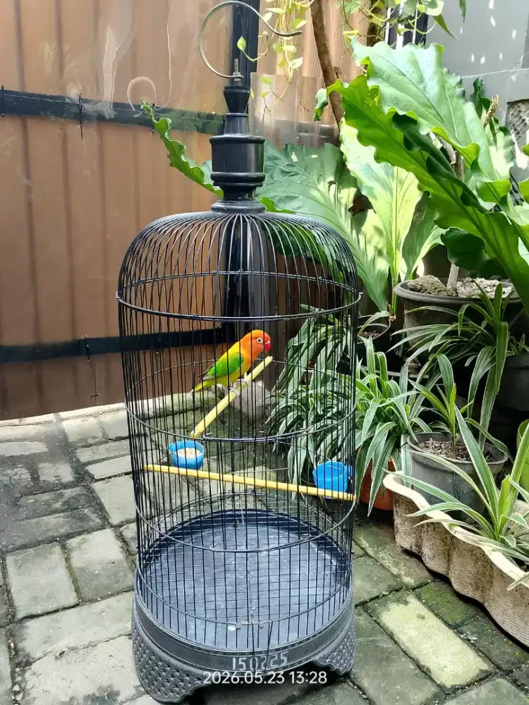 Burung Lovebird Biola