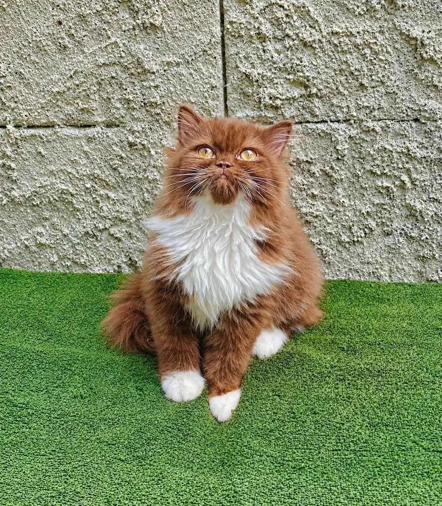 BRITISH LONGHAIR WARNA COKLAT PUTIH