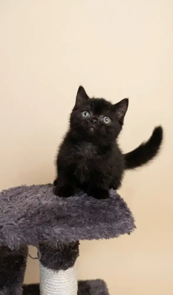 Munchkin BSH Black Solid Jantan Carier Cinnamon