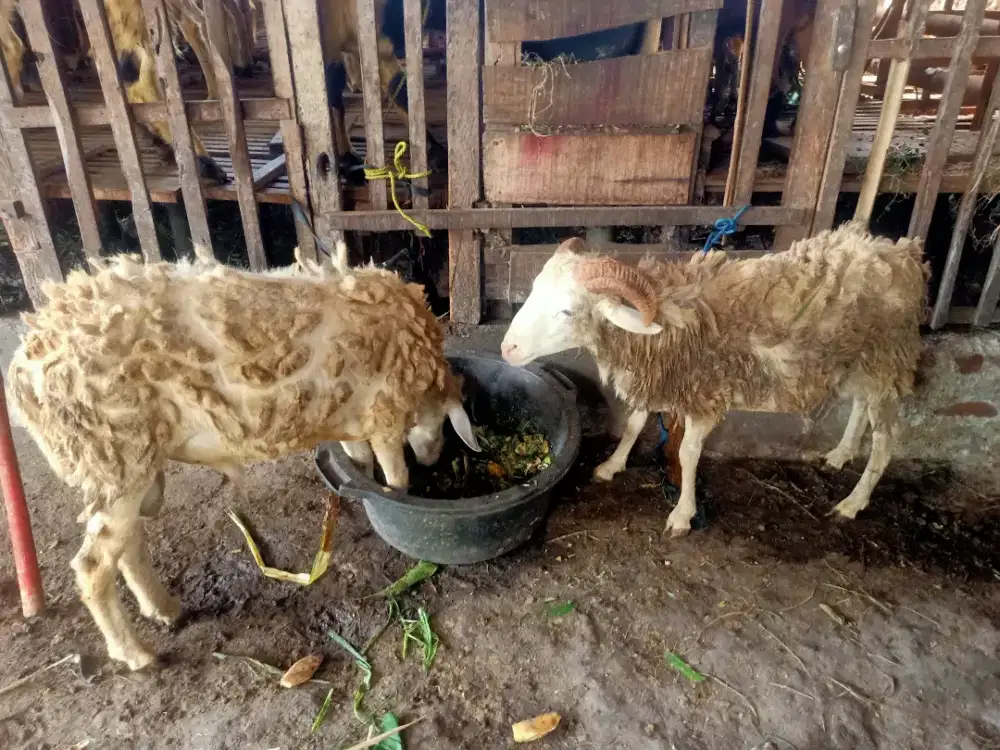 Kambing Qurban Terjangkau