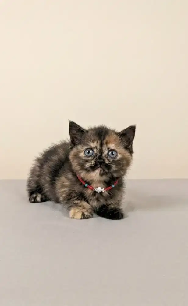 BSH Tortie Female Carier Cinnamon