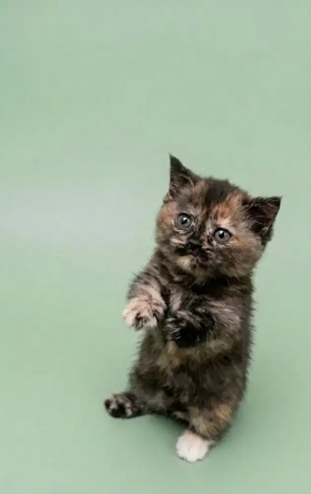 Munchkin BSH Tortie Female