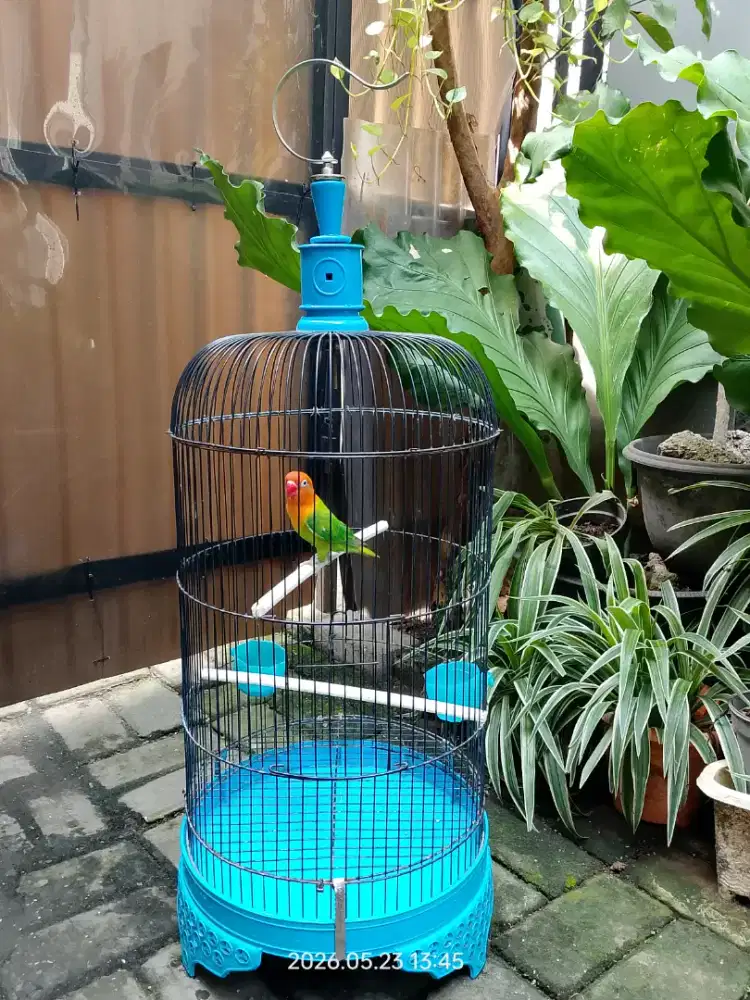 Burung Lovebird Biola