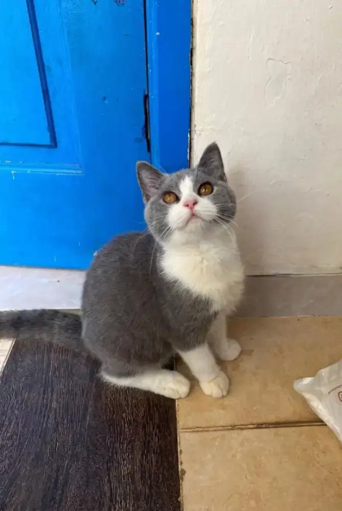 Kucing BSH Bicolor (Sudah Vaksin F4)