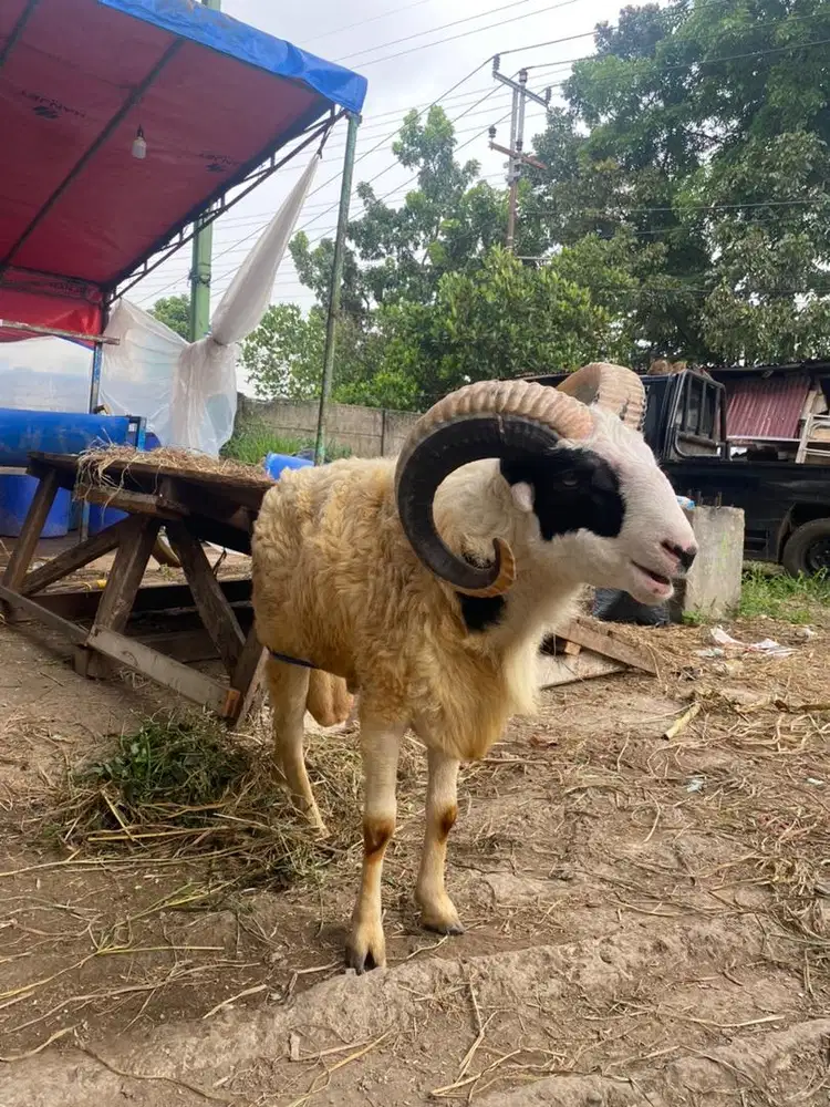 Domba istimewa qurban