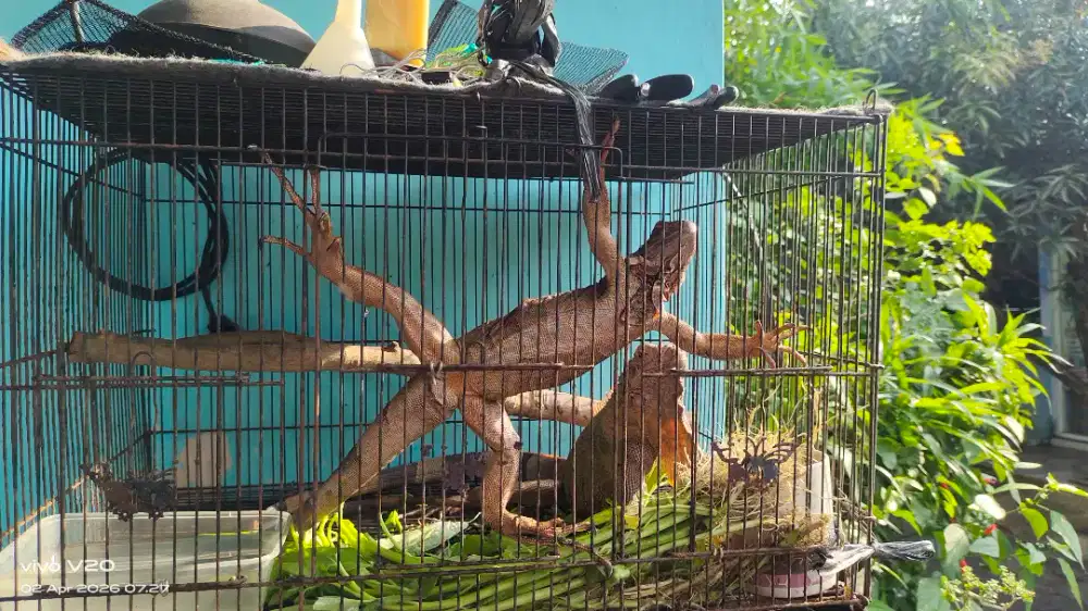 Iguana sepasang
