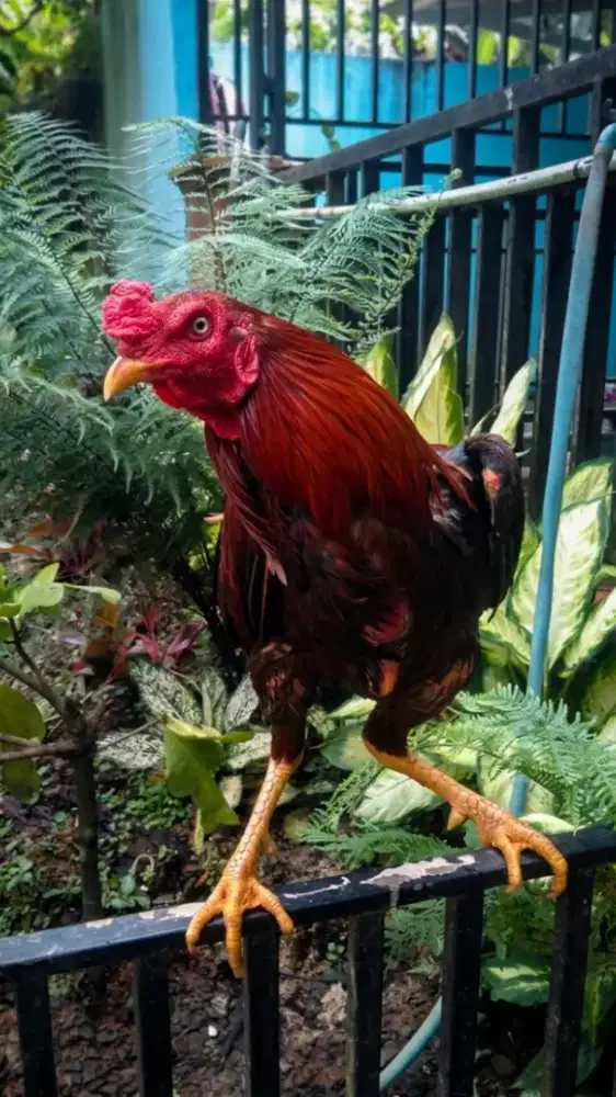 Ayam jago pama/Mangon