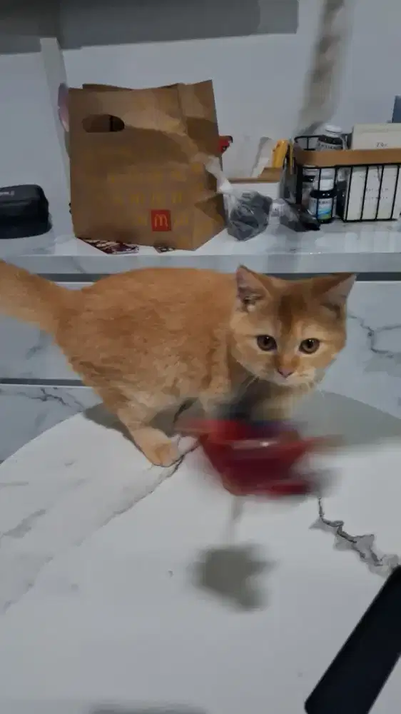 Open adopt bsh male
