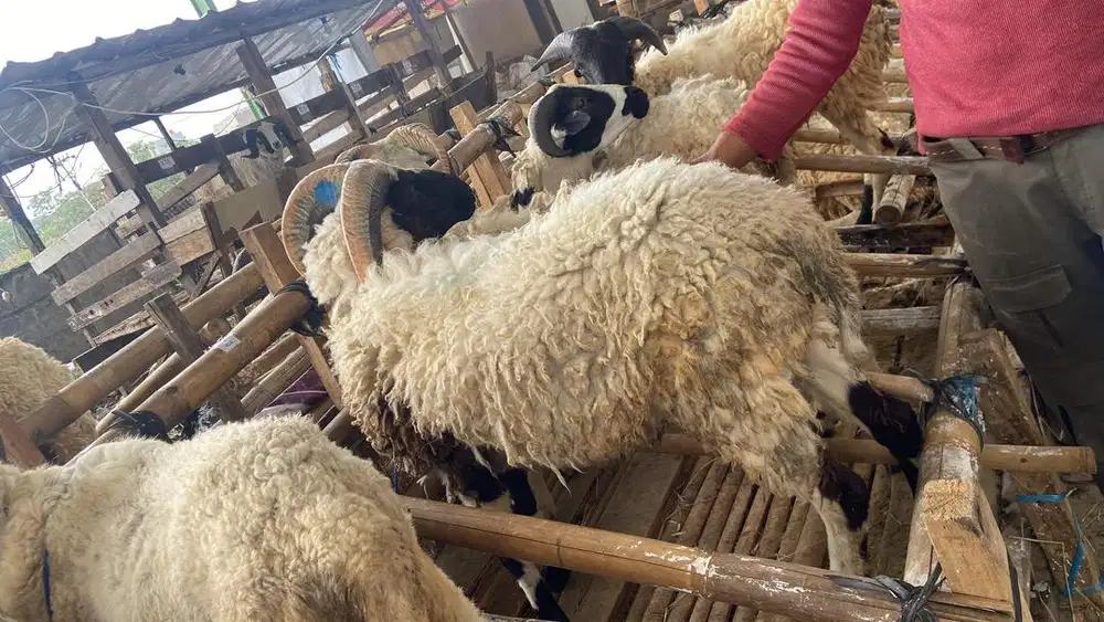 Hewan qurban domba, sapi, kambing