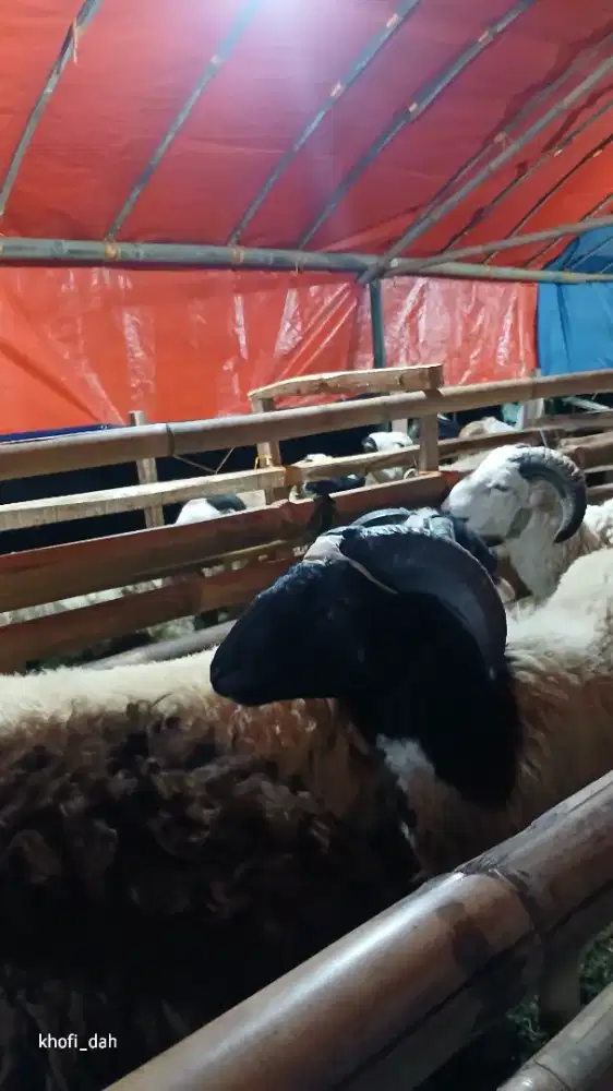 Domba qurban sadulur