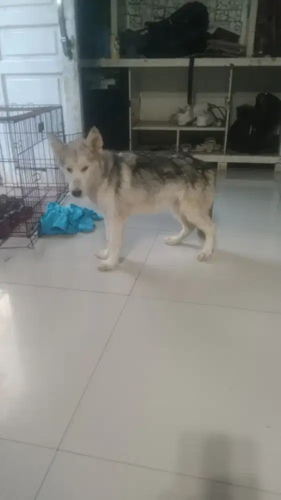alaska malamute  betina 3 bulan setengah