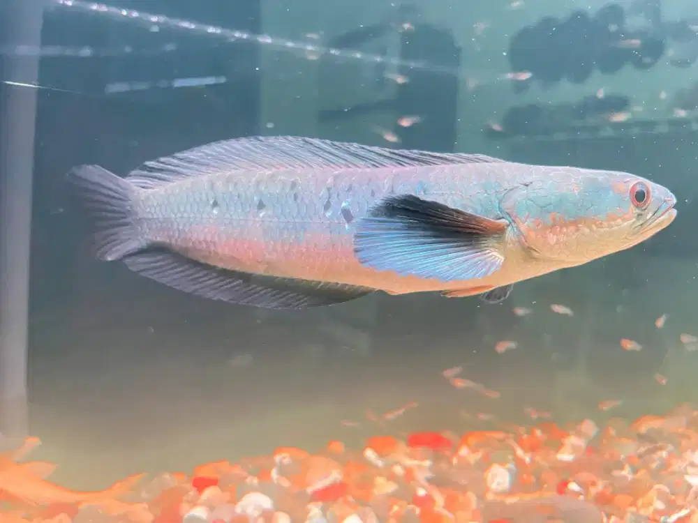 Channa red barito black mamba