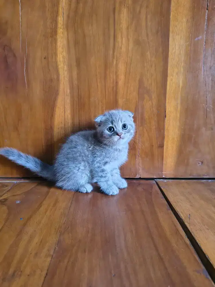 Ready for adopt, Scottish fold short hair jantan 2 bulan