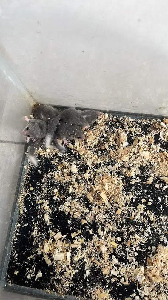 Pigmy Dormice white tail
