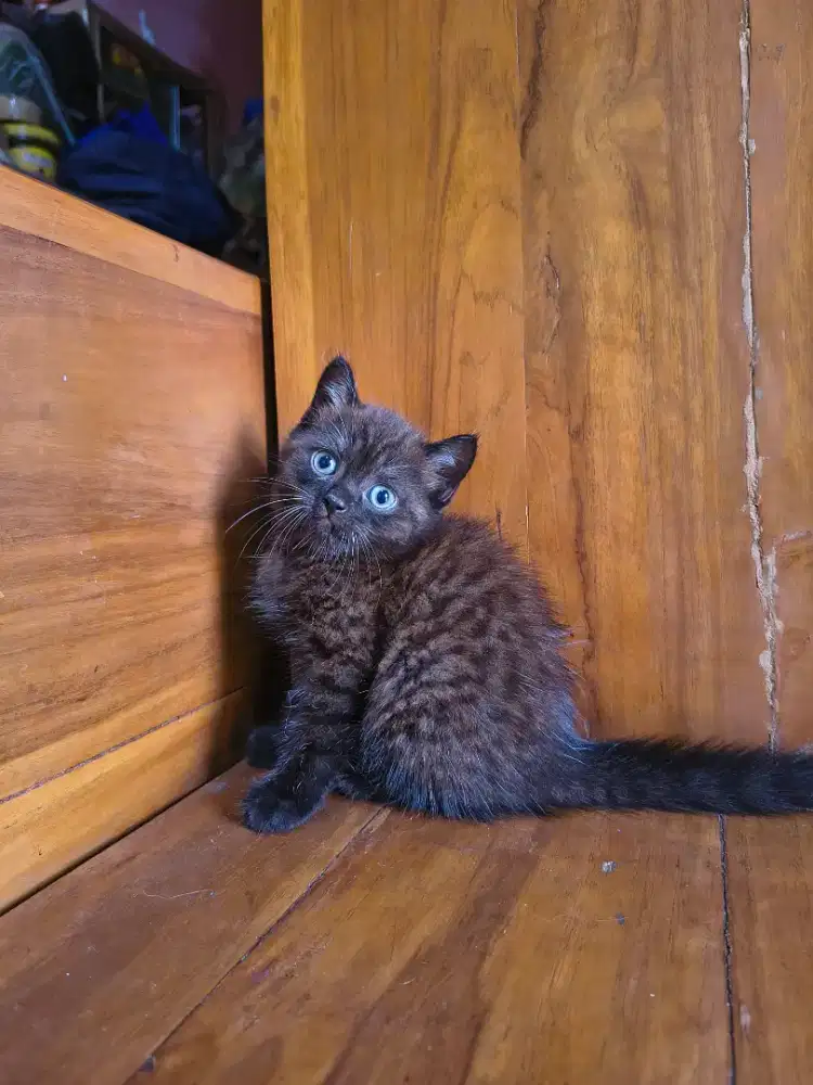 Ready for adopt, Scottish stright short hair jantan 2 bulan