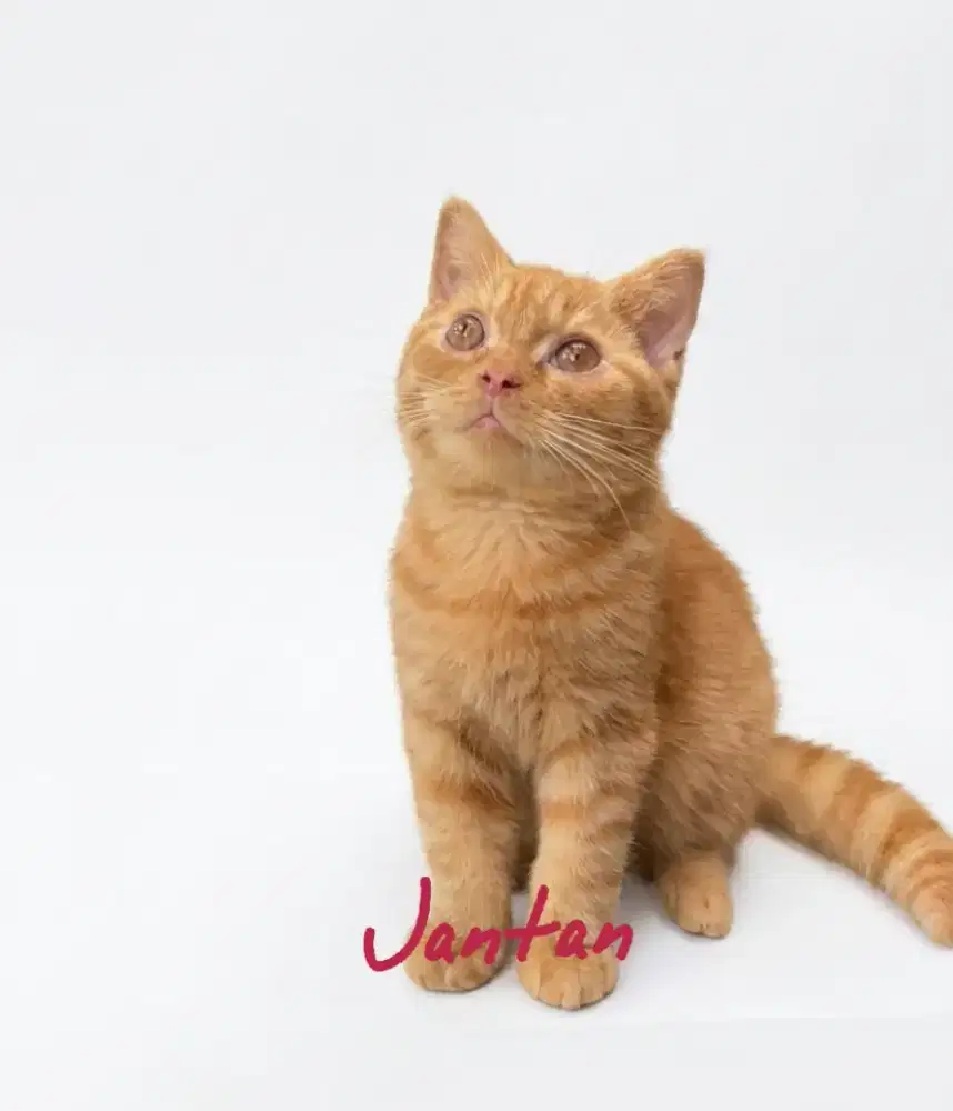 BSH Red Jantan Carier Cinnamon