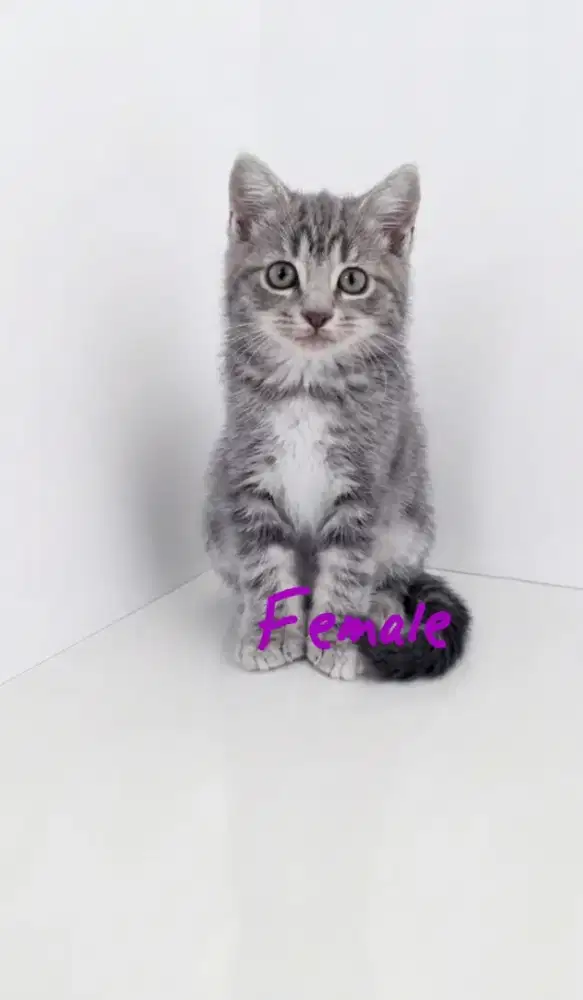 BSH Blue Tabby Female